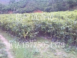 沉香苗木種植專業合作社 專業育苗，鑄就產業根基
