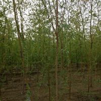 濟南供應優質垂柳，米徑10公分，山東豪邁苗木基地專業培育