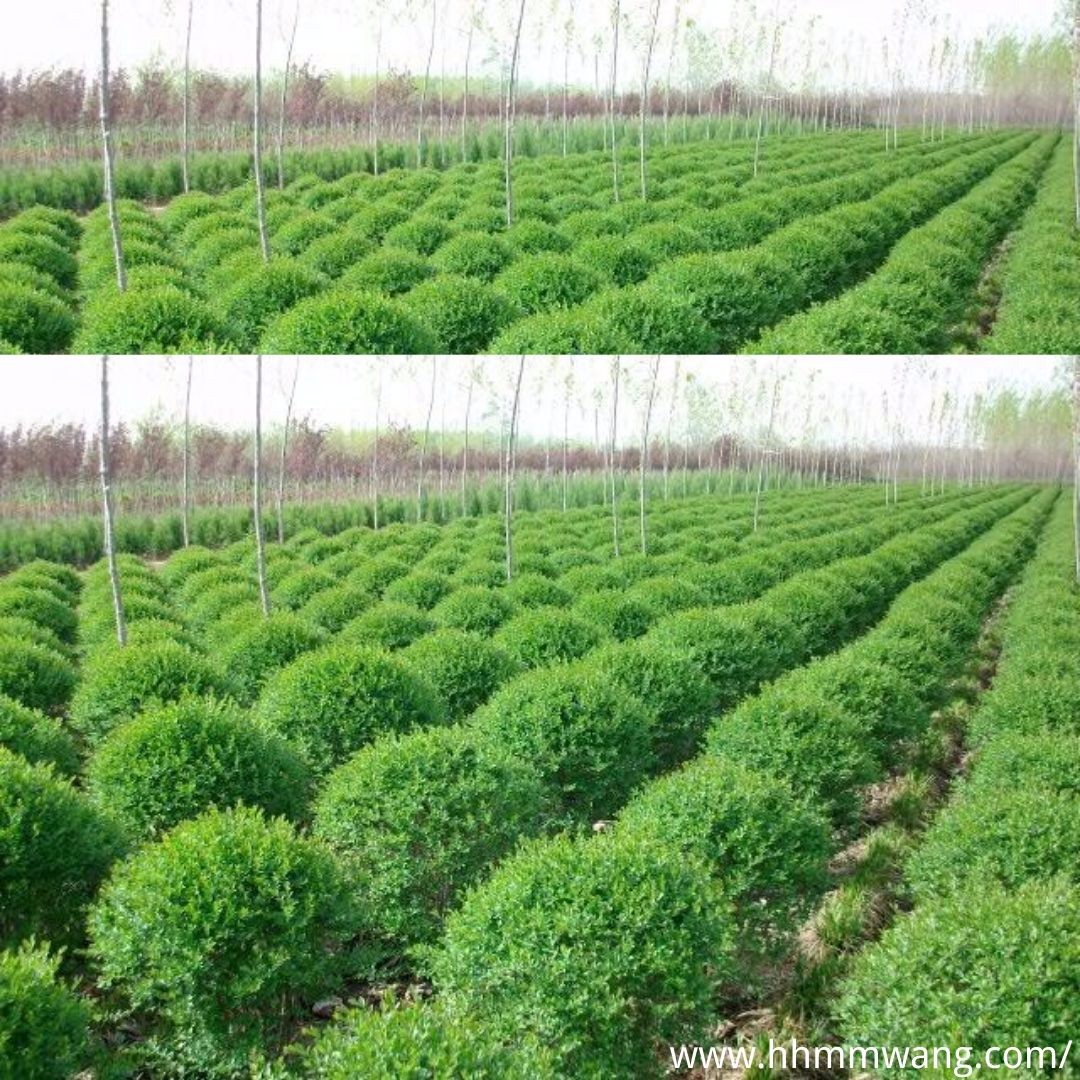 綠化苗木人工培育 形態特征與標準化種植的現代實踐