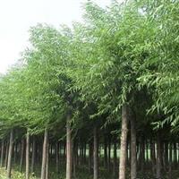 供應優質垂柳，米徑12公分，菏澤產地直供，助力綠色生態建設