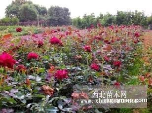 探尋湖南綠化之源 地被小苗、灌木小苗與柏加苗木基地揭秘